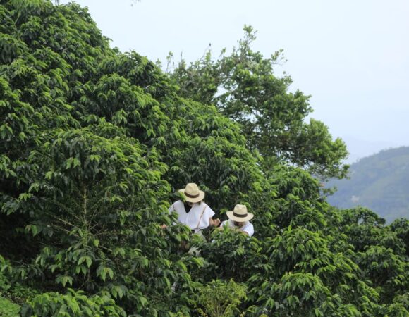 Paisaje Cultural Cafetero