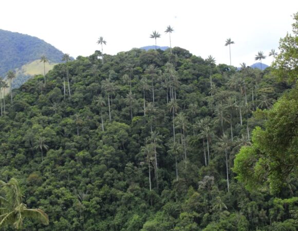 Wax Palm Forest