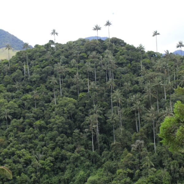 Wax Palm Forest